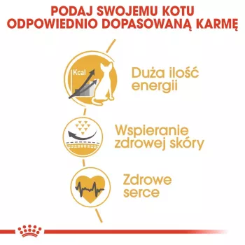 Comida seca para gatos Royal Canin Sphynx Adult 2 kg — sabor cerdo, 33 % proteína, 23 % grasa