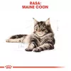 Royal Canin FBN Maine Coon Adult pienso seco para gatos, 10 kg