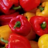 PNOS pimiento Jolanta semillas de hortalizas, 0,5 g