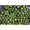 Pepino Srem F1 Toraf semillas de hortalizas, paquete de 5 g