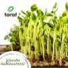 Set de semillas TORAF Spring Flavors - 12 paquetes