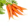 PNOS zanahoria comestible Dolanka semillas en cinta, 6 m
