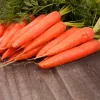 PNOS zanahoria comestible Dolanka semillas en cinta, 6 m