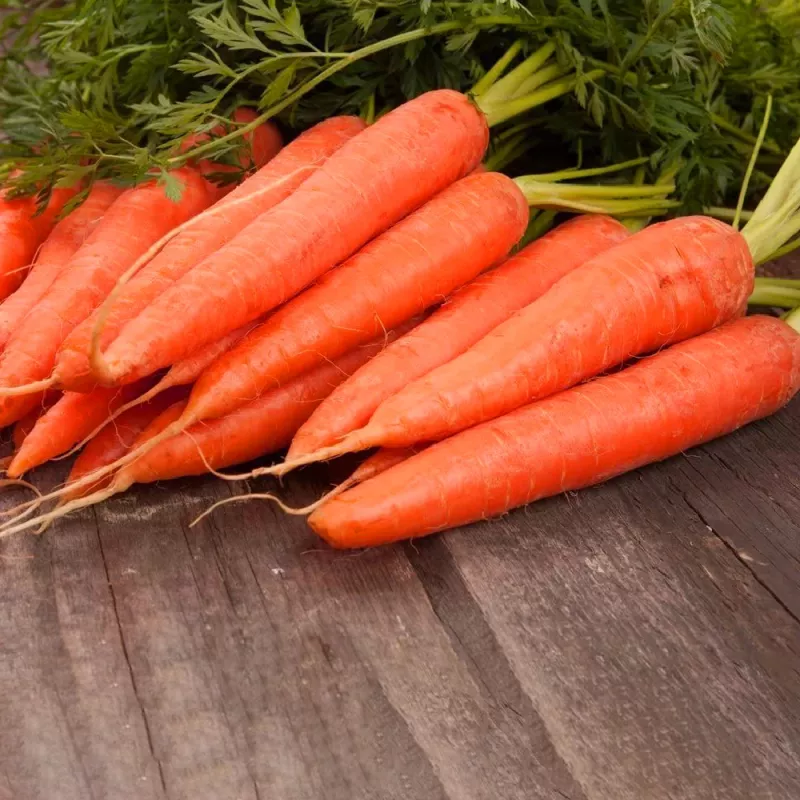 PNOS zanahoria comestible Dolanka semillas en cinta, 6 m