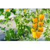 Tomate cherry Perun Toraf semillas de hortalizas, paquete de 0,5 g