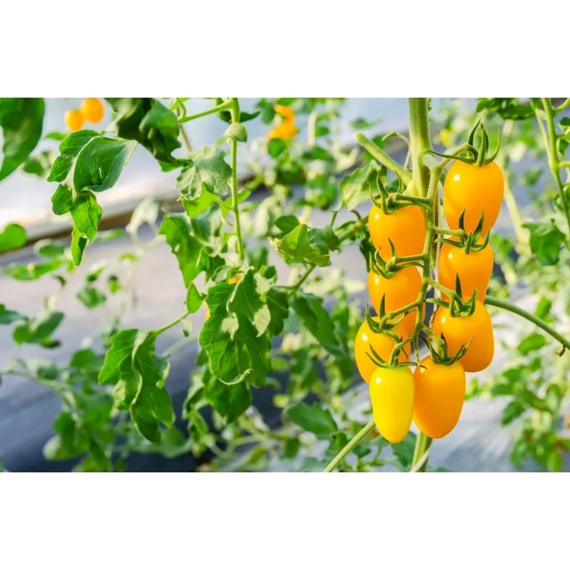 Tomate cherry Perun Toraf semillas de hortalizas, paquete de 0,5 g