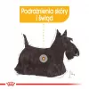 Royal Canin CCN Dermacomfort Loaf comida húmeda para perros, pack de 12 x 85 g