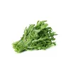 PNOS rúcula Eruca sativa semillas en cinta, 6 m