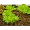 Lechuga Crisp Ice Summer Toraf semillas de hortalizas, paquete de 1 g