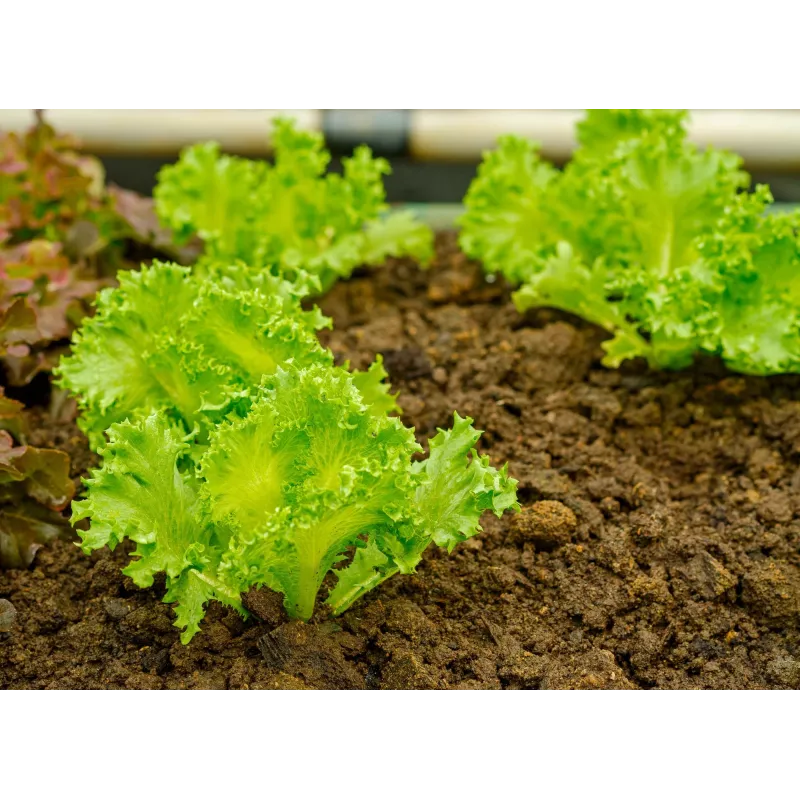 Lechuga Crisp Ice Summer Toraf semillas de hortalizas, paquete de 1 g