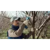 Tijeras cortacésped inalámbricas Bosch Pro Pruner Professional 2,5 cm 12 V ion-litio (Li-Ion) azul