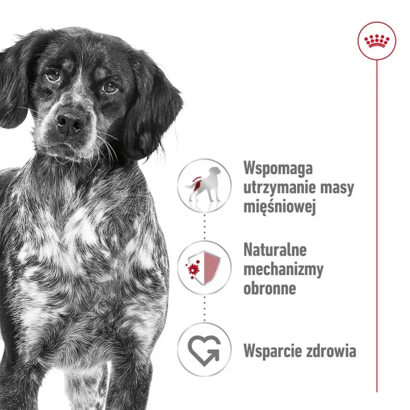 Royal Canin SHN Medium Adult comida seca para perros, 4 kg