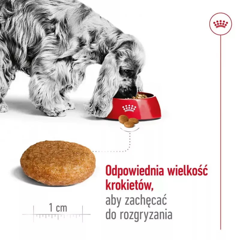 Royal Canin SHN Medium Adult comida seca para perros, 4 kg