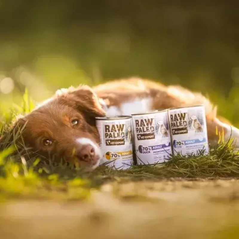 Comida húmeda para perros VETEXPERT RAW PALEO Adult Monoprotein pavo 800 g lata, sin cereales, sin gluten, para alergias alimentarias