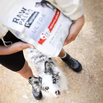 Comida seca para perros VETEXPERT RAW PALEO Ultra Mini Adult Beef 2 kg — alimento completo para perros adultos de razas pequeñas, 28,5 % proteína, 16 % grasa