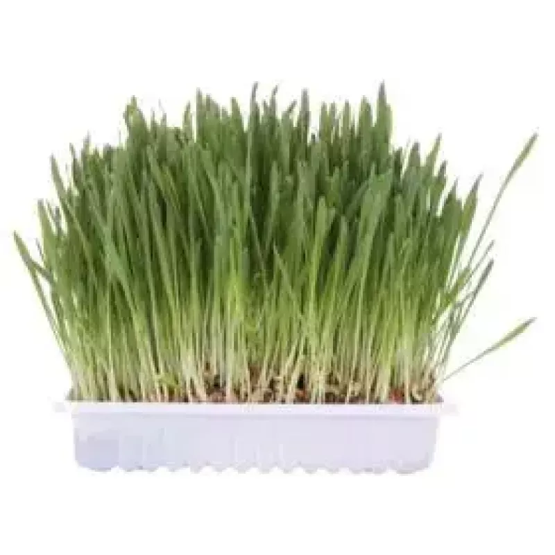 Trixie hierba para gatos en bolsa 4236, 100 g