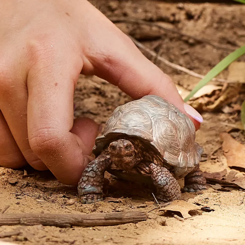 Figura, Schleich, WILD LIFE tortuga gigante