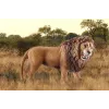 Schleich WILD LIFE león rugiente multicolor plástico a partir de 3 años