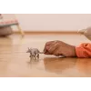 Schleich WILD LIFE Cerdo hormiguero gris 14863S juguete, recomendado a partir de 3 años
