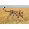 Figura Schleich WILD LIFE Guepardo hembra 14746