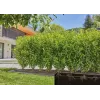 Sistema de riego por goteo Gardena 13501-20 longitud de manguera 50 m negro