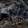 schleich Harry Potter Aragog, 6 año(s), Criaturas mágicas, Negro, Marrón, Blanco, Plástico