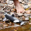 Figura de juguete Schleich WILD LIFE Orca