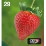 Epson Strawberry multipack 4 colores 29 EasyMail, rendimiento estándar, negro, cian, magenta, amarillo, 5,3 ml, 3,2 ml, 1 ud., multipack