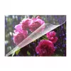Fundas de laminar Olympia 9165