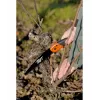 Sierra de podar Bahco 396-JT negro naranja 200g
