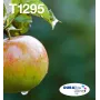 Epson Apple Multipack 4 colores T129 EasyMail, negro, cian, magenta, amarillo, 11,2 ml, 7 ml, 1 ud., multipack