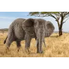 schleich WILD LIFE Elefante africano, hembra, 3 año(s), Safari, Animales salvajes / Juguete de aventuras, Multicolor, Plástico, 1 ud.