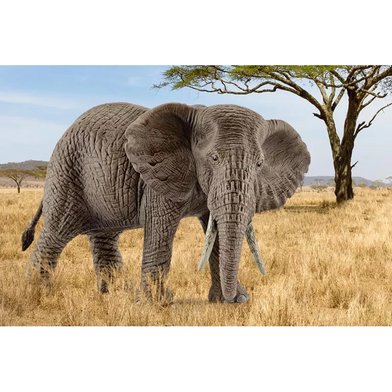 schleich WILD LIFE Elefante africano, hembra, 3 año(s), Safari, Animales salvajes / Juguete de aventuras, Multicolor, Plástico, 1 ud.