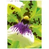 Papel inkjet Avery Premium A4 250 g blanco satinado mate