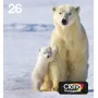 Epson Polar bear multipack 4 colores 26 EasyMail, rendimiento estándar, negro, cian, magenta, amarillo, tinta pigmentada, tinta colorante, 6,2 ml, 4,5 ml