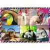 Puzle TREFL Funny — 4 x 250 piezas, set temático para niños