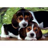 Clementoni High Quality Collection Close Together Puzzle 500 uds. Animales