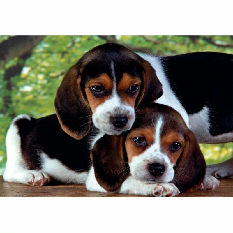 Clementoni High Quality Collection Close Together Puzzle 500 uds. Animales