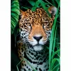 Clementoni High Quality Collection Jaguar im Dschungel Puzzle 500 piezas Animales