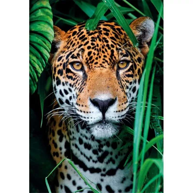 Clementoni High Quality Collection Jaguar im Dschungel Puzzle 500 piezas Animales
