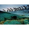 Clementoni Pinguine Puzzle 1000 uds. Animales