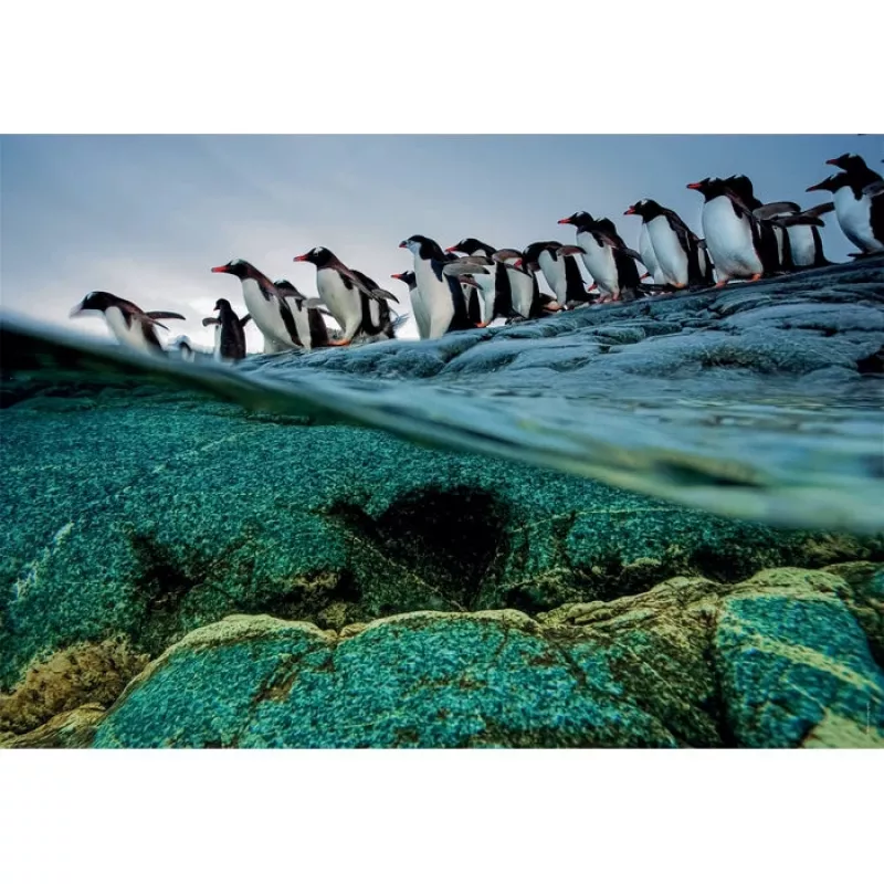 Clementoni Pinguine Puzzle 1000 uds. Animales