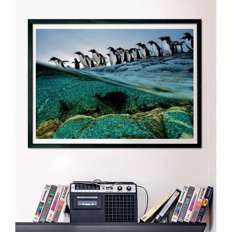 Clementoni Pinguine Puzzle 1000 uds. Animales