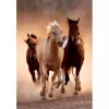 Clementoni Running Horses Puzzle 1000 piezas Animales