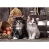 Clementoni High Quality Collection 39943 Puzzle 1000 piezas Animales