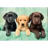 Clementoni High Quality Collection 39946 Puzzle 1000 uds. Animales