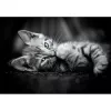 Clementoni High Quality Collection 39950 Puzzle 1000 uds. Animales