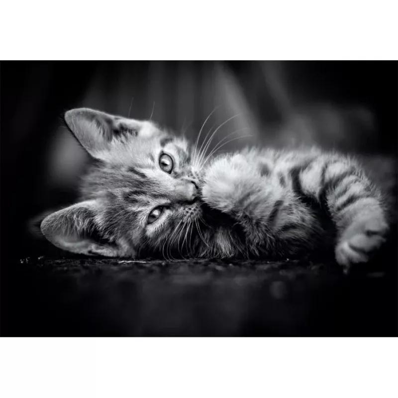 Clementoni High Quality Collection 39950 Puzzle 1000 uds. Animales