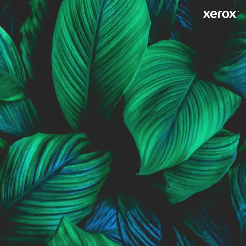 Tóner Xerox DC700 cian 006R01384 20000 páginas