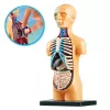 LEAN TOYS Modelo anatómico didáctico órganos del cuerpo humano 32 piezas serie 4D Vision
